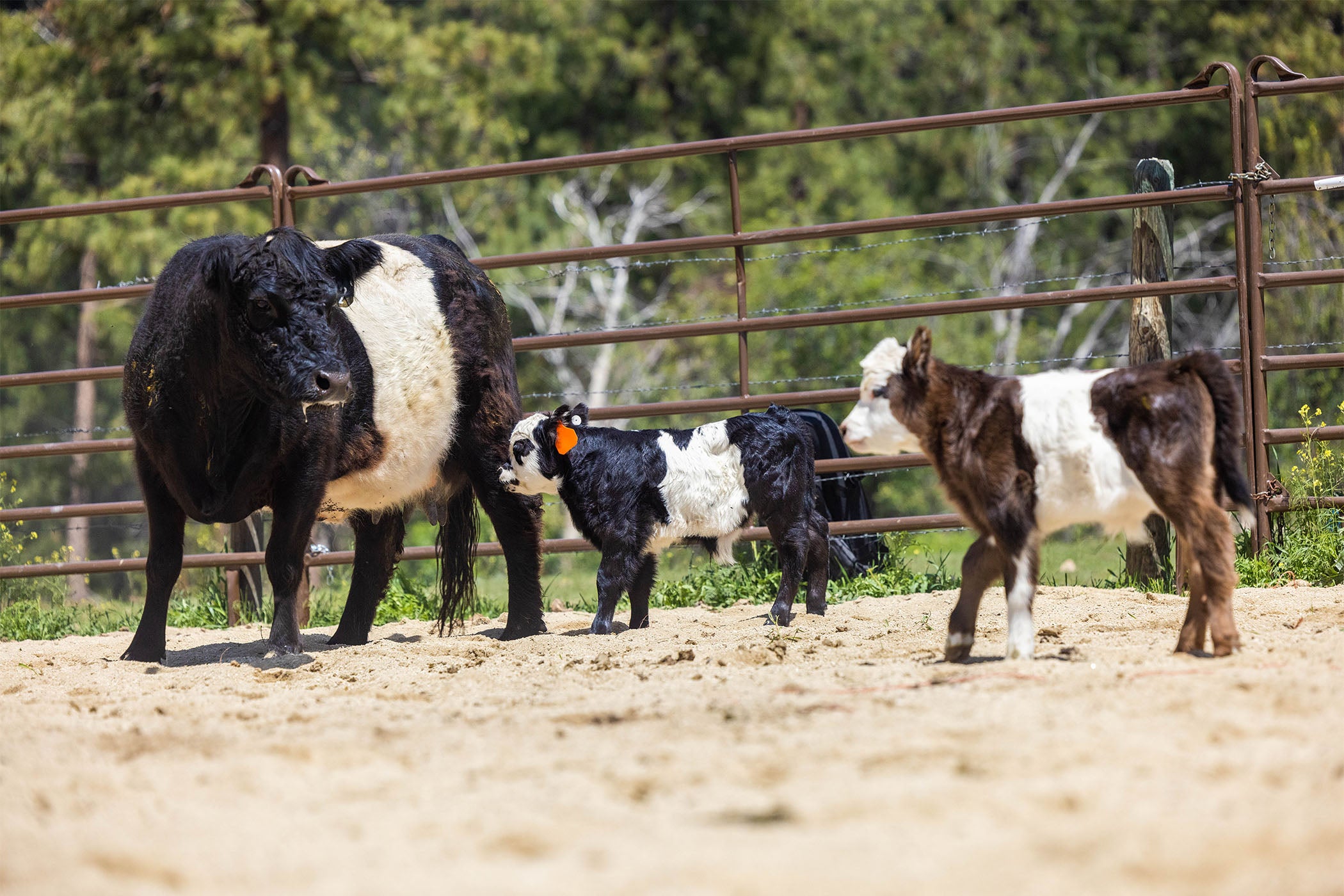 The Miniature Cattle Craze Is Bigger Than Ever - Hobby Farms
